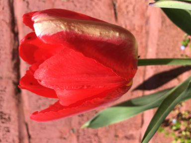10 Estella Rijnveld Tulip Bulbs - Tulipa Parrot